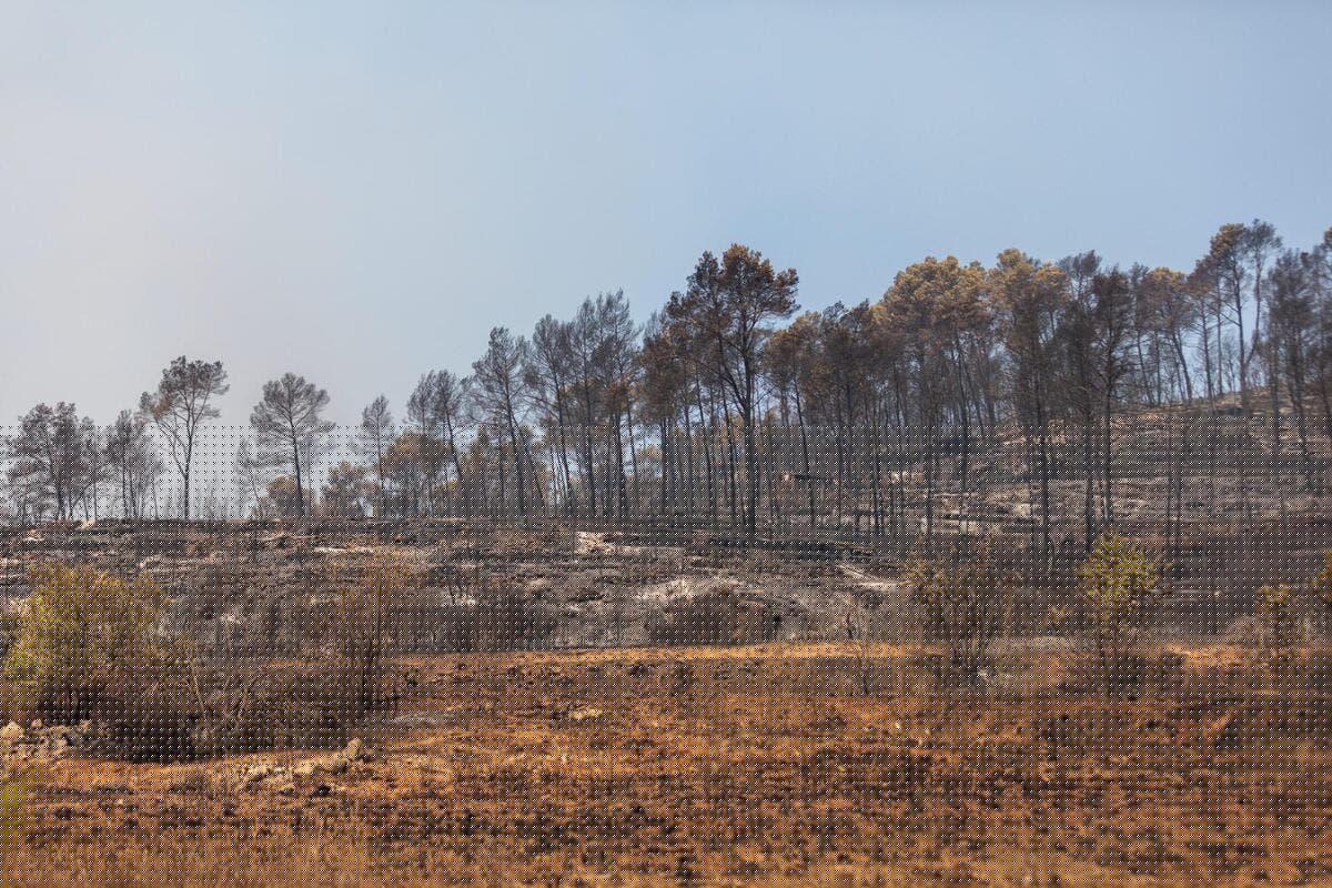 « Après l’incendie, réinventer la protection des forêts du Var par des politiques de prévention » : le plaidoyer de l’ancien maire de Correns Michaël Latz