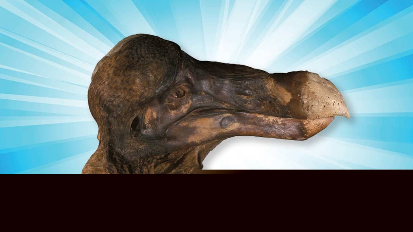 Head Case: What the Only Soft Tissue Dodo Head in Existence Is Teaching Scientists About These Extinct Birds