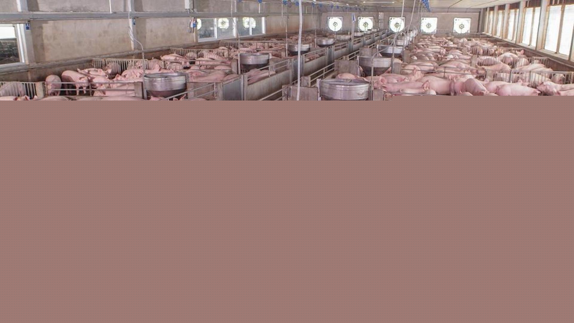 Peste suina in provincia di Pavia, primo caso tre anni fa: «L’Ue riconosca i danni indiretti»