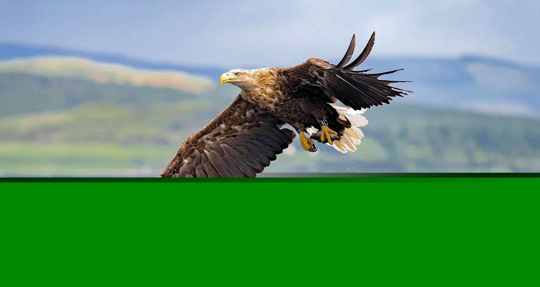 Sea eagles to be satellite tagged in livestock predation study