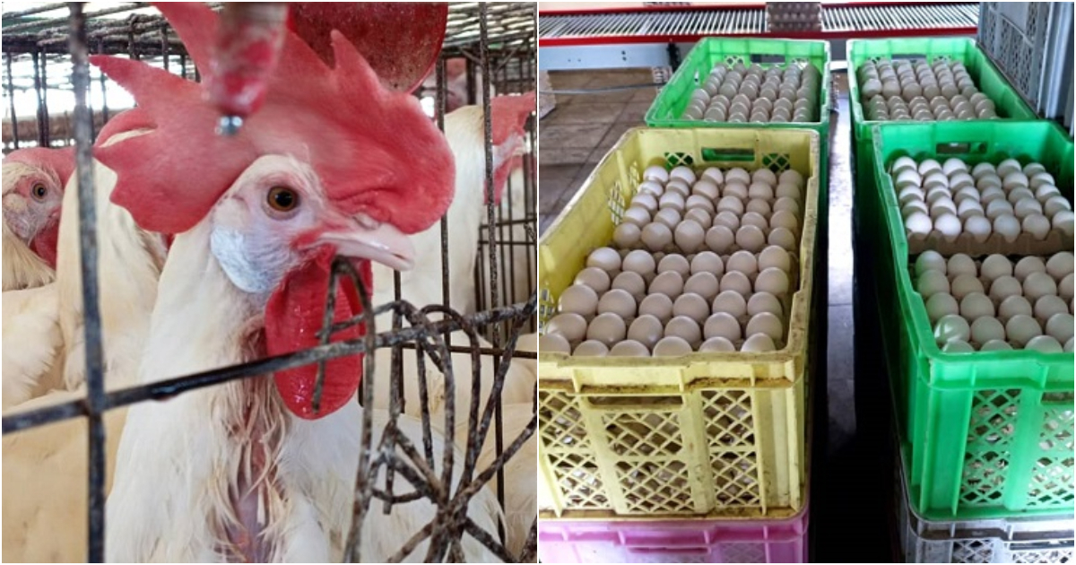 Cuba's Reliance on Dominican Egg Imports: A Threat to Local Producers
