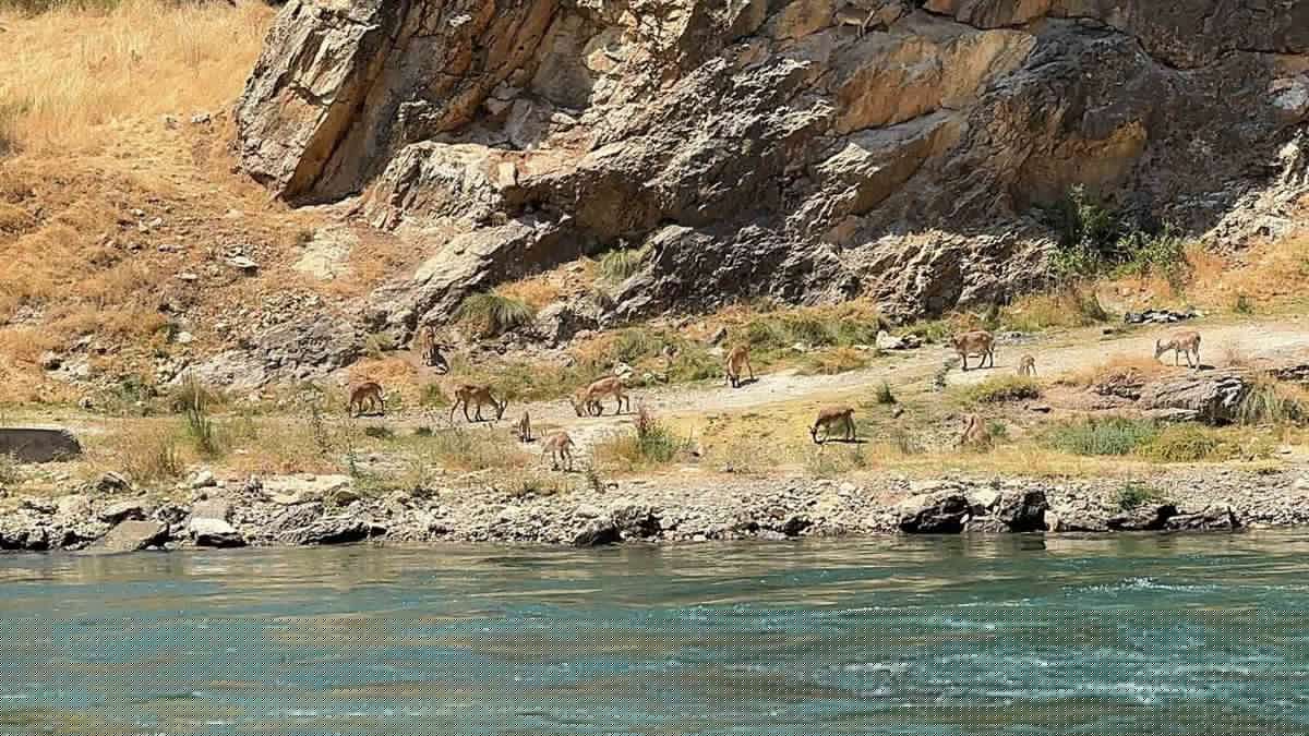 Elazığ'da Dağ Keçileri Peri Çayı Kıyısında Görüntülendi