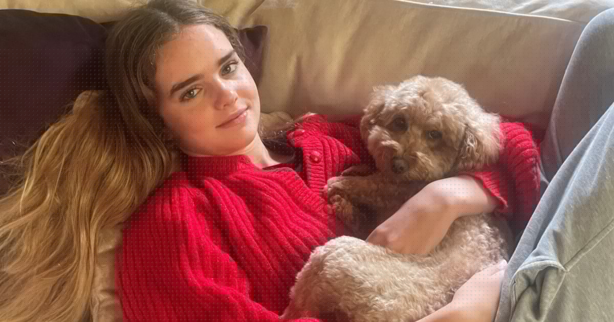 Hund vermisst - Tränen um Pudeldame „Mika“: „Gebt sie zurück!“