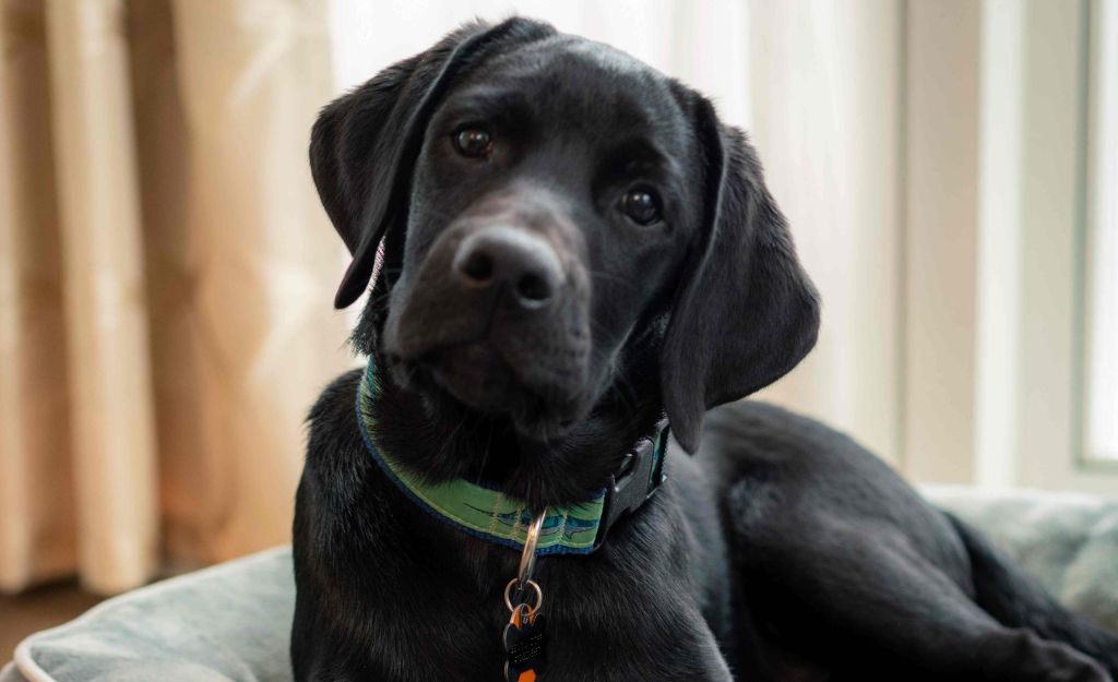 Italy Allows Large Dogs to Fly in the Cabin for the First Time