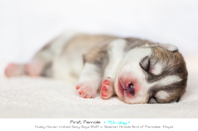 Six Puppies Allegedly Torn From Mother: Demand Justice