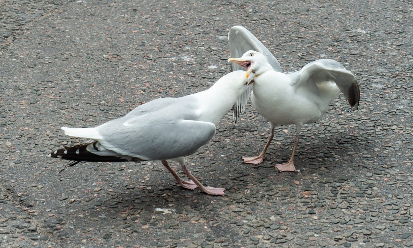 Seagull census DENIED over claim it will cost nearly £3m to count them all