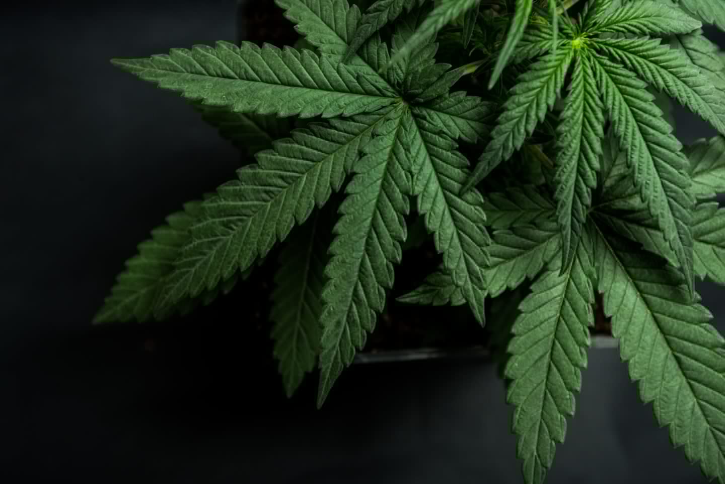 Asylum seeker caught transporting £20k of cannabis through Fife