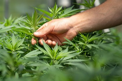 Regulação da ‘Cannabis’ medicinal representa avanço para a saúde