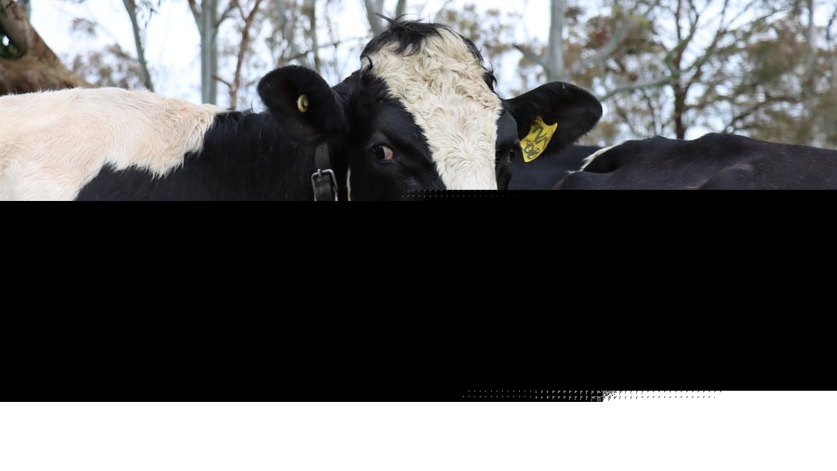 Western Dairy and WA’s newly formed Dairy Producers’ Committee are discussing a potential merger