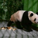 Japan’s last pair of pandas have arrived back in China
