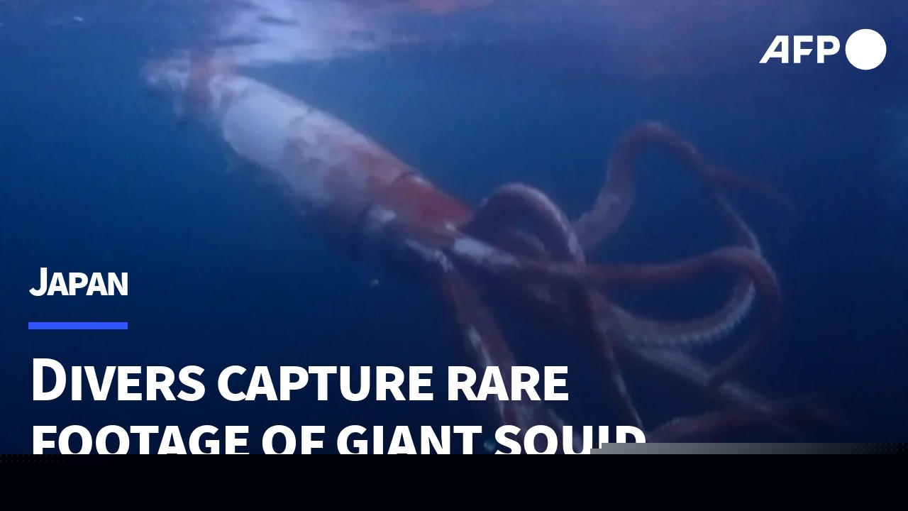 The Terrifying Ocean Monster That Scientists Cannot Catch, Study, Or Stop Thinking About