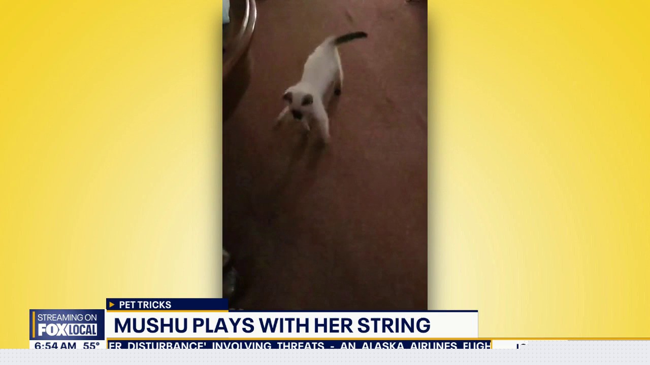 Good Day Pet Tricks for Tuesday, Aug. 11