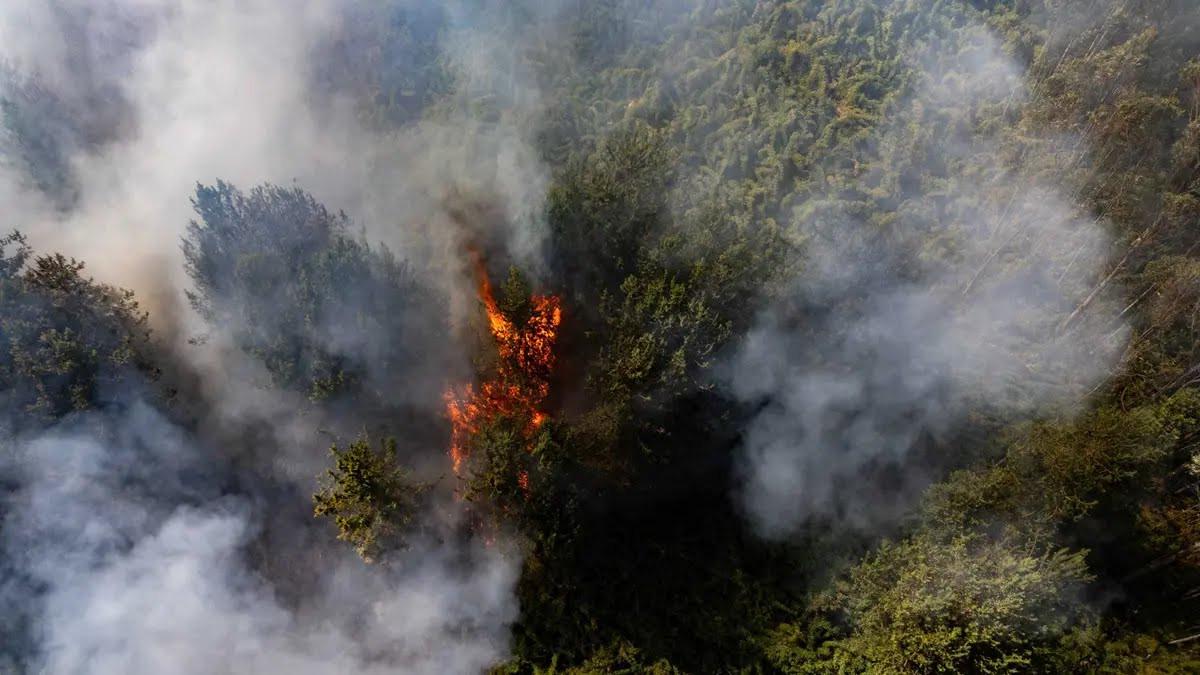8 Wilayah di Lampung Rawan Kebakaran Hutan