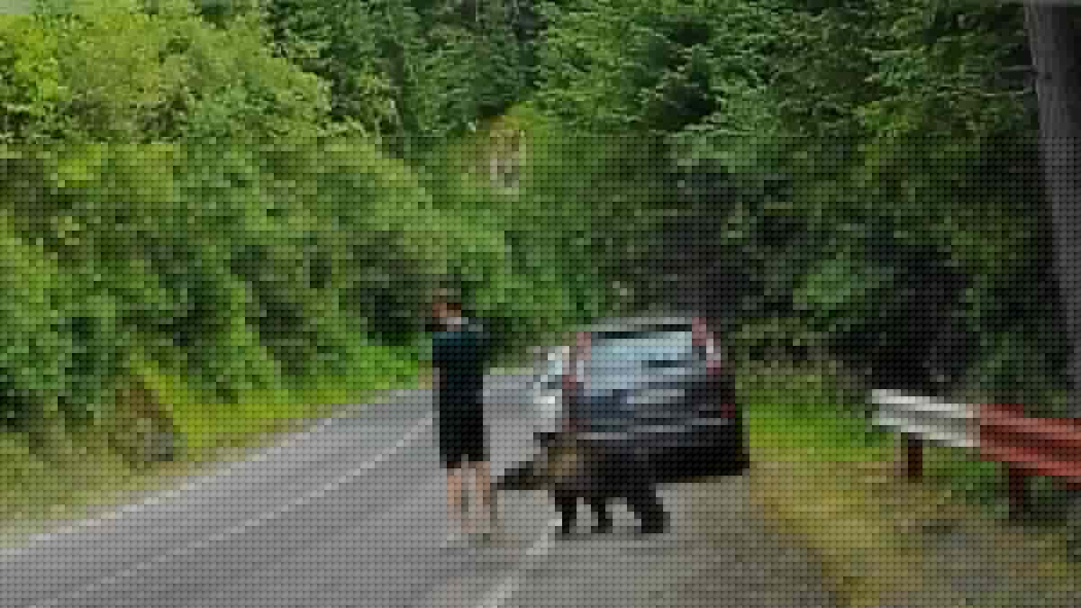 Tourist freezes as wild bear bites at his leg before he flees in terror when the beast lunges at him on Romanian highway