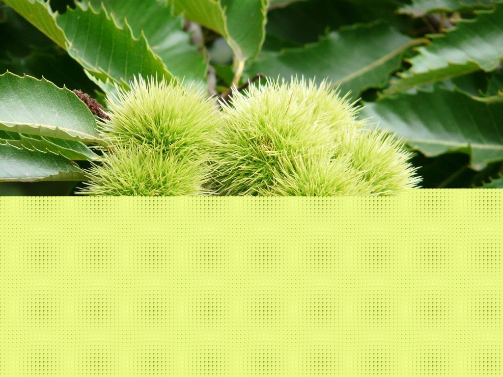 Comment on Growing chestnut trees from seed by Norman shortt