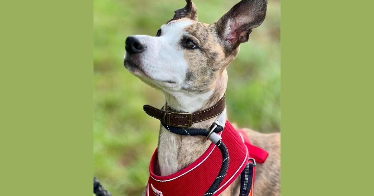 St Giles Animal Welfare: Introducing our new project for schools