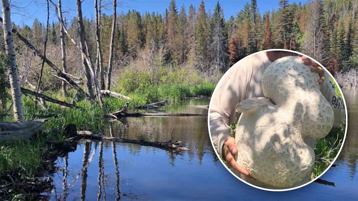 Wyoming Man Finds Mother Of All Puffball Mushrooms At Happy Jack — And It's Edible