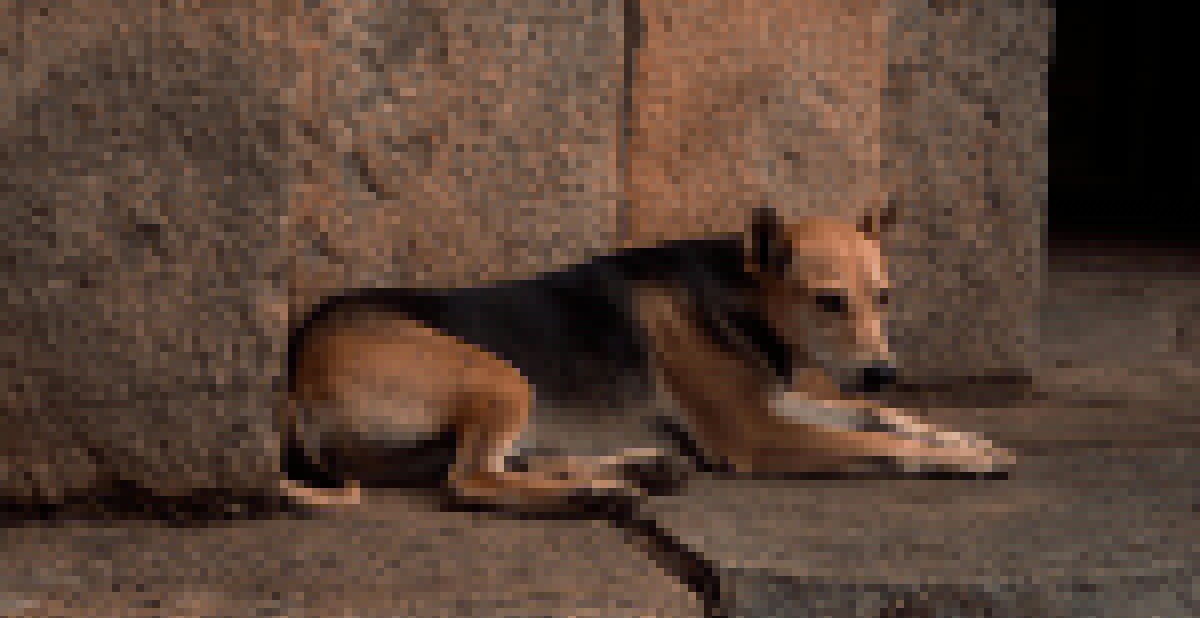 Comment on India’s top court orders stray dogs to be removed from New Delhi streets by Teknologi Telekomunikasi
