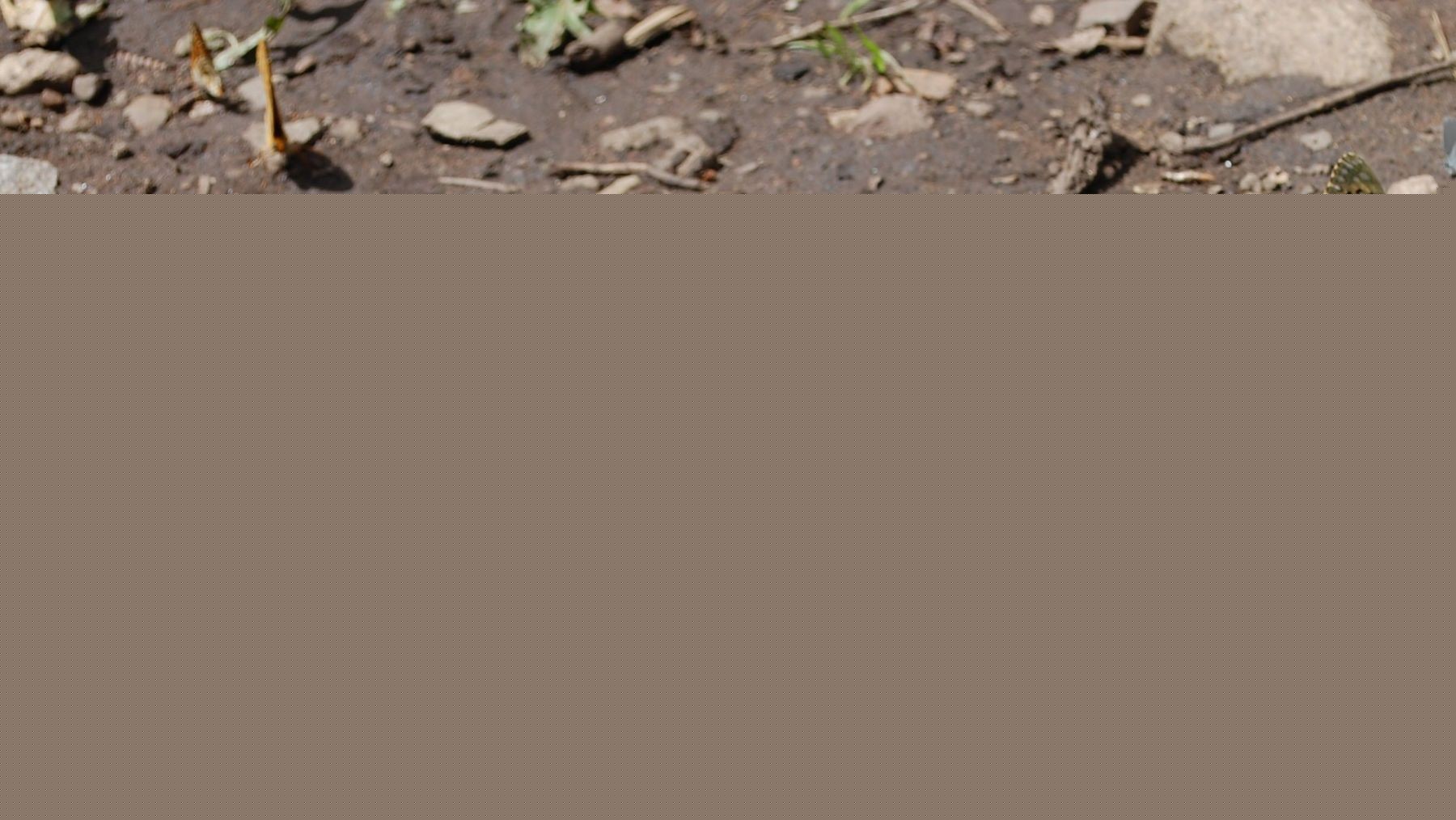 Las mariposas cambian de hábitat por el cambio climático y buscan refugio frente al calor extremo