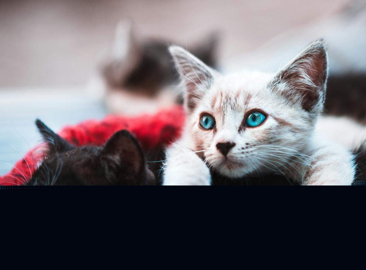 Huge Annual Tri-Cities Animal Adoption Event Is This Weekend