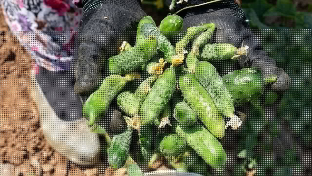 Fiyat düştü, alıcı çekildi: Gördes’te çiftçinin emeği tarlada kaldı