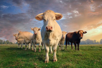 These two animal viruses could become next public health threats