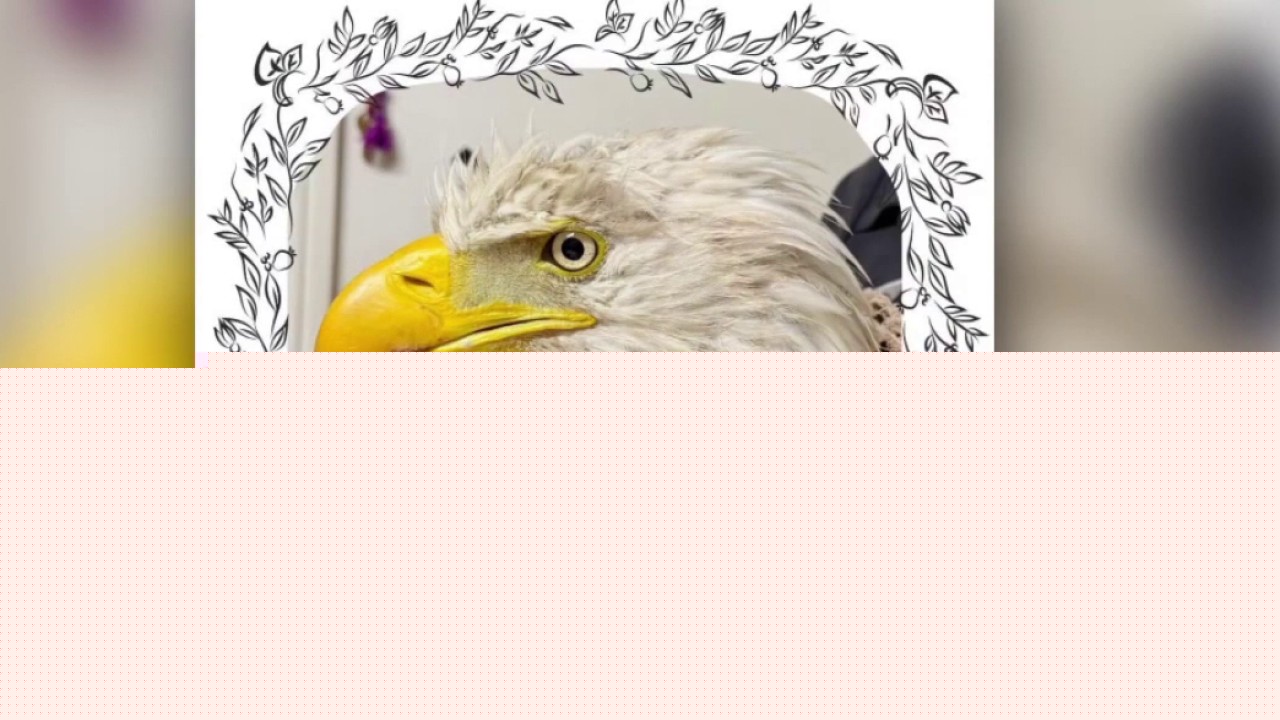 Mourning the death of Big Bear's beloved Jackie the bald eagle