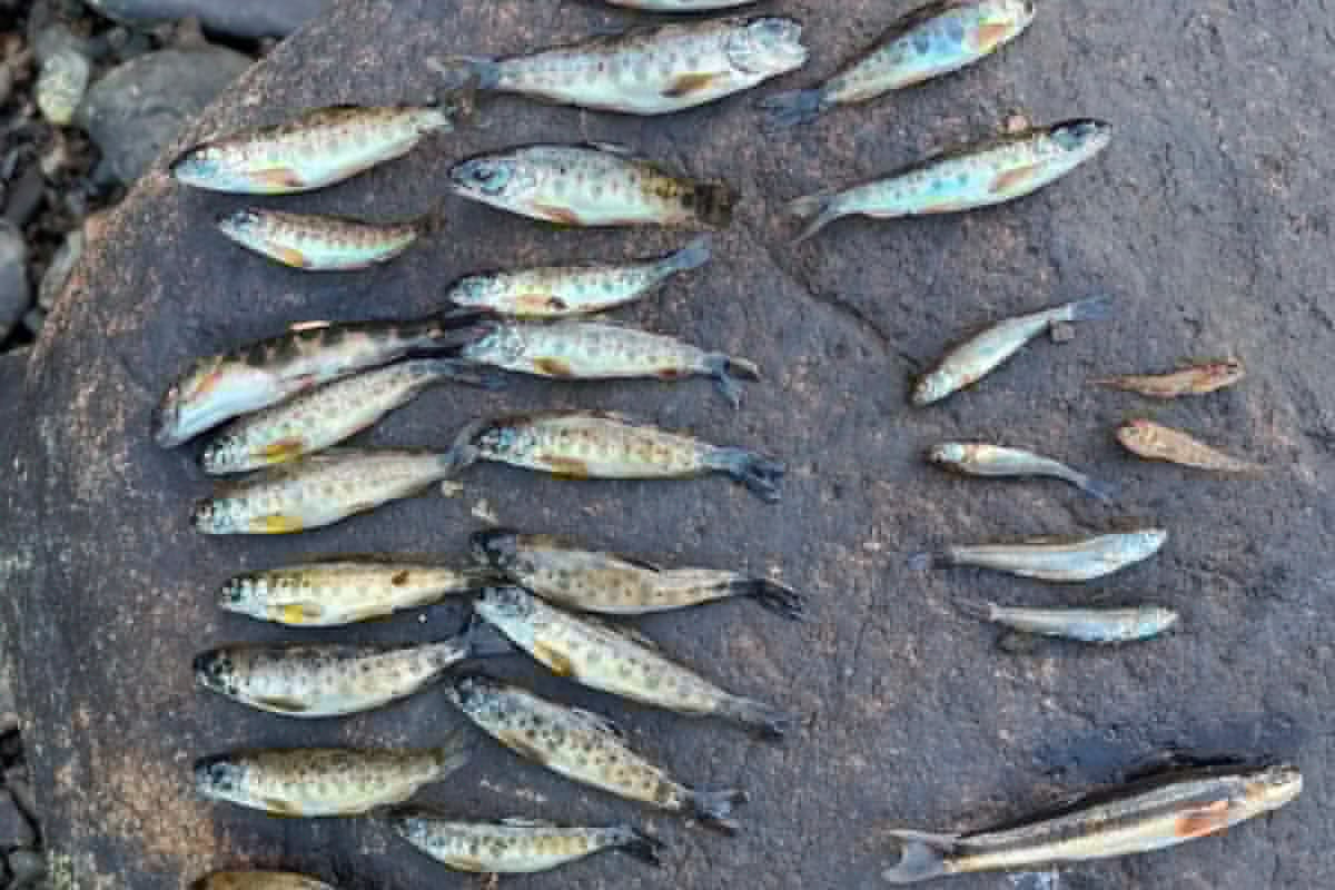 Thousands of fish may have died in Penobscot River dam shutdown