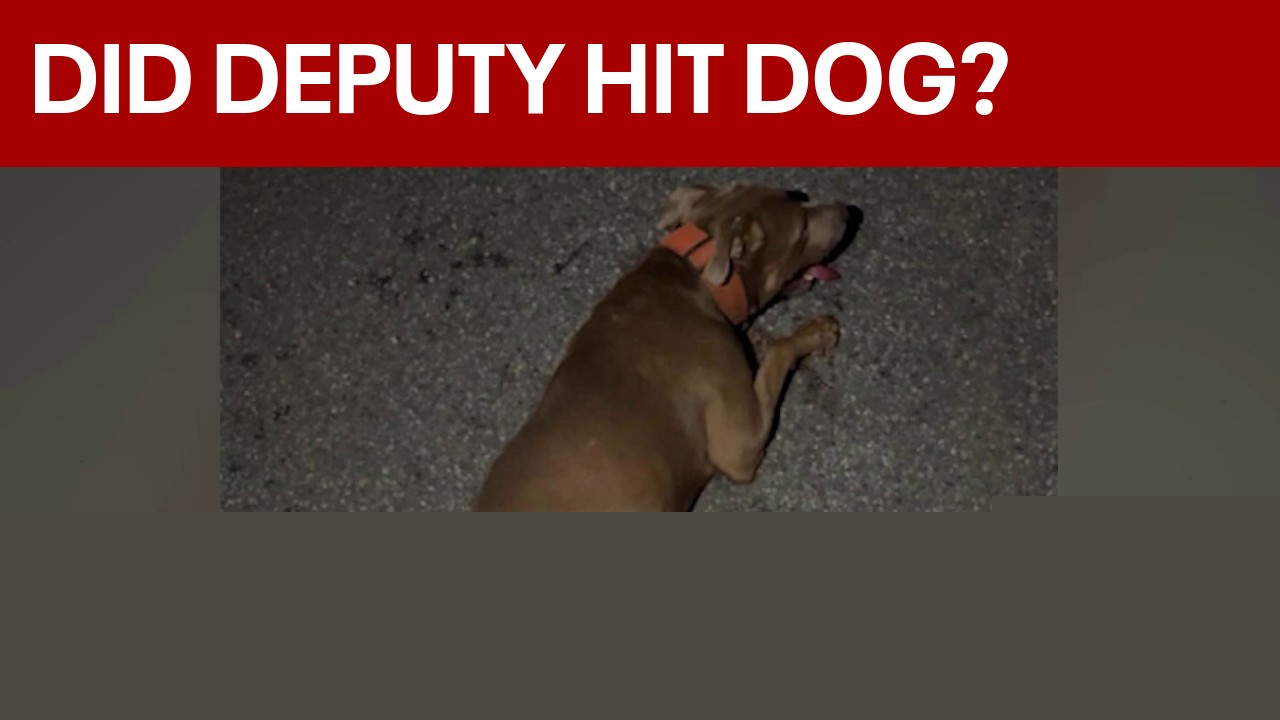 Brevard deputy under investigation after allegedly hitting dog