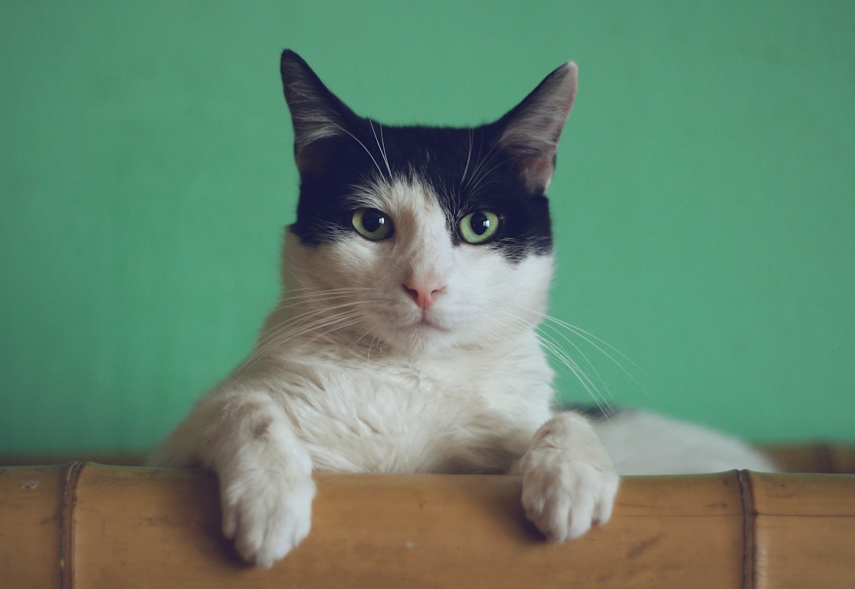 Maine Partnership Gives Hundreds of Cats a Second Chance