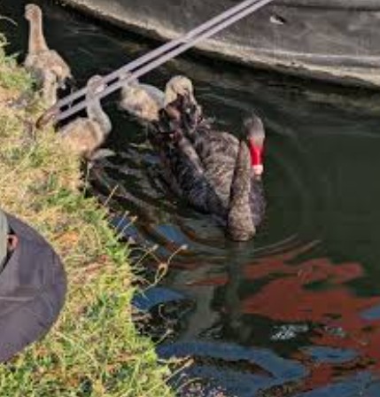 Teens charged with animal cruelty after forcing swan to inhale vape fumes
