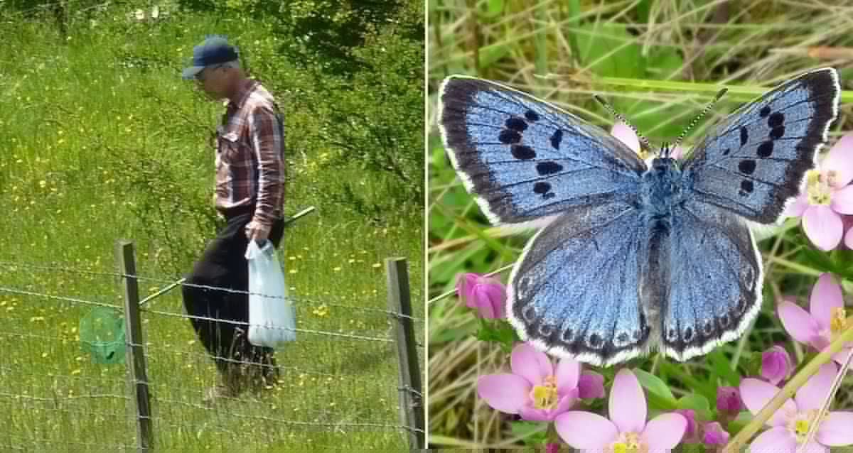 The Strange Case Of The British Man Who Illegally Hunted Rare Butterflies