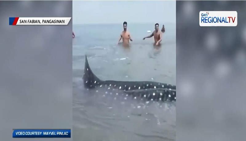 Butanding na napadpad sa dalampasigan, sinagip ng mga mangingisda at residente sa Pangasinan