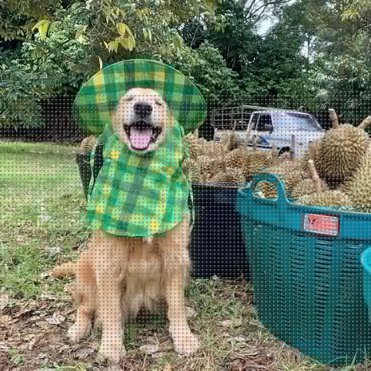 Dogs - Durian harvester