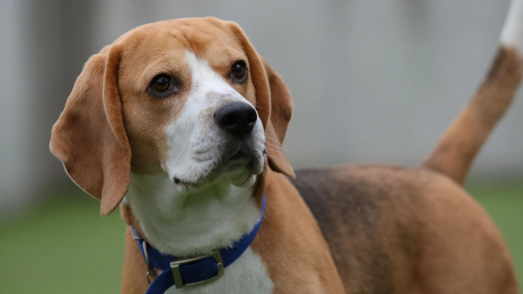 These Gene-Edited Beagles Could Let People With Dog Allergies Finally Own Pets
