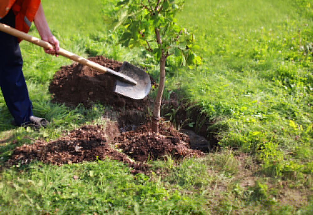 Free trees on offer to farmers in Rugby Borough