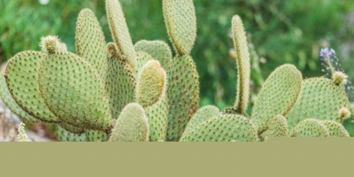 Cochenille du cactus : le Maroc mise sur des solutions durables