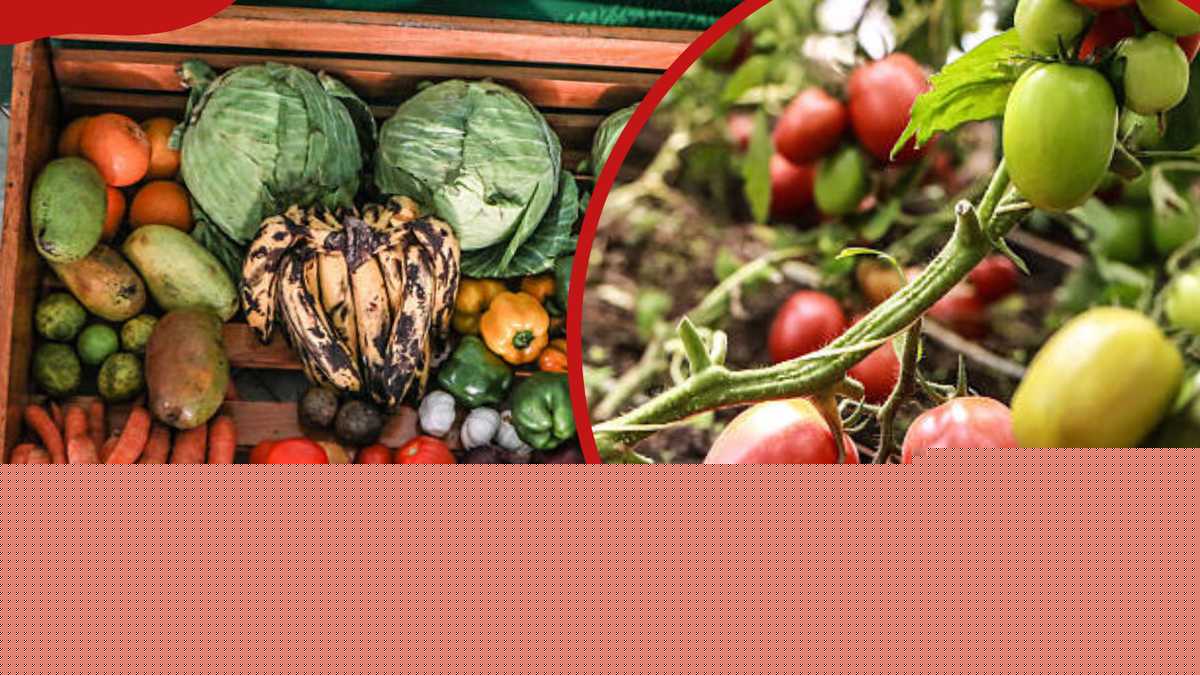 Top 10 most profitable crops per acre in Kenya (2026)