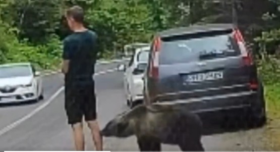 Watch: Man’s late reaction after spotting bear becomes internet comedy gold