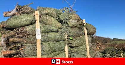 100 000 sapins de Noël à écouler à Neufchâteau après la faillite du pépiniériste Jonathan Rigaux