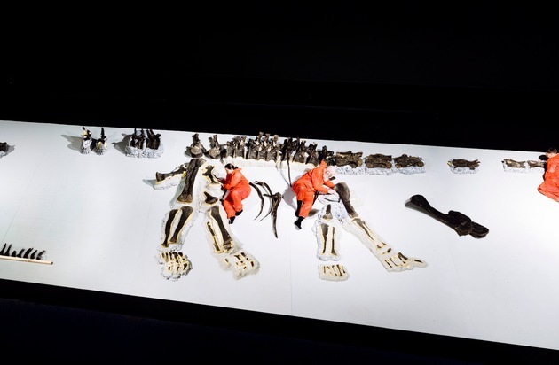 Dinosaurier Museum Altmühltal baut Langhalssaurier Arapahoe vor den Augen der Besucher auf / Spektakuläre Leihgabe aus Zürich zählt zu den größten originalen Dinosaurierskeletten Europas