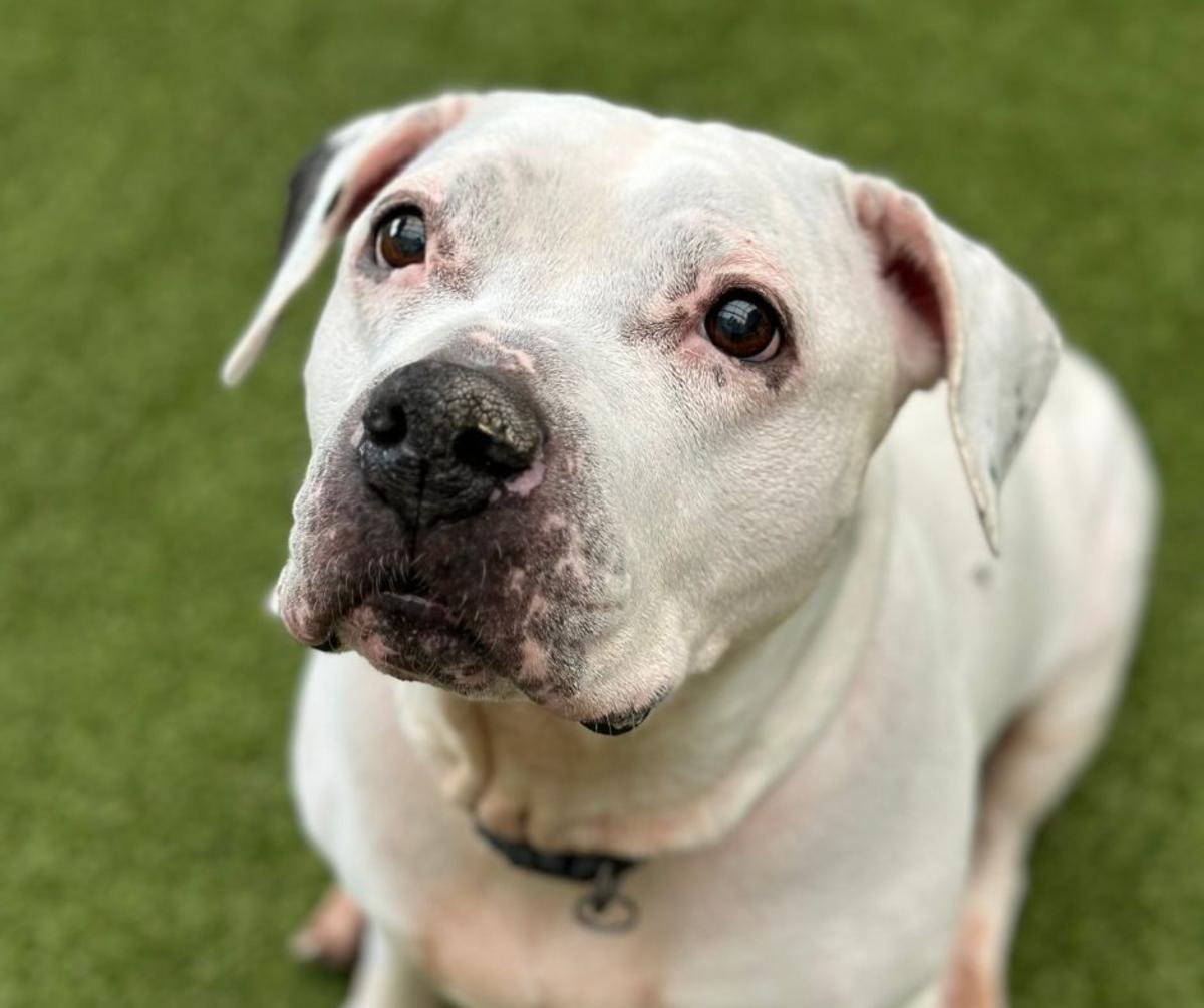 Meet Our Townsquare NoCo Pet of the Week: Arya!