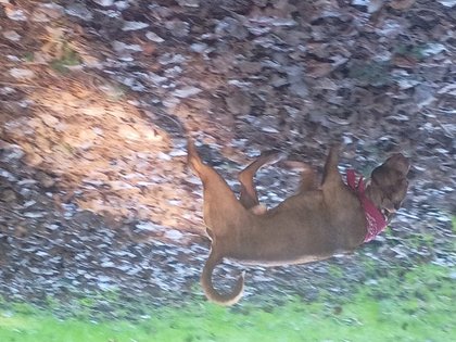 Comment on FOUND DOG: Abandoned by Walkingpup