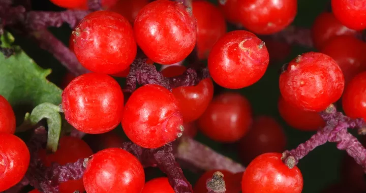 PLANT of the DAY: Sambucus racemosa pubens, the Eastern Red Elder!