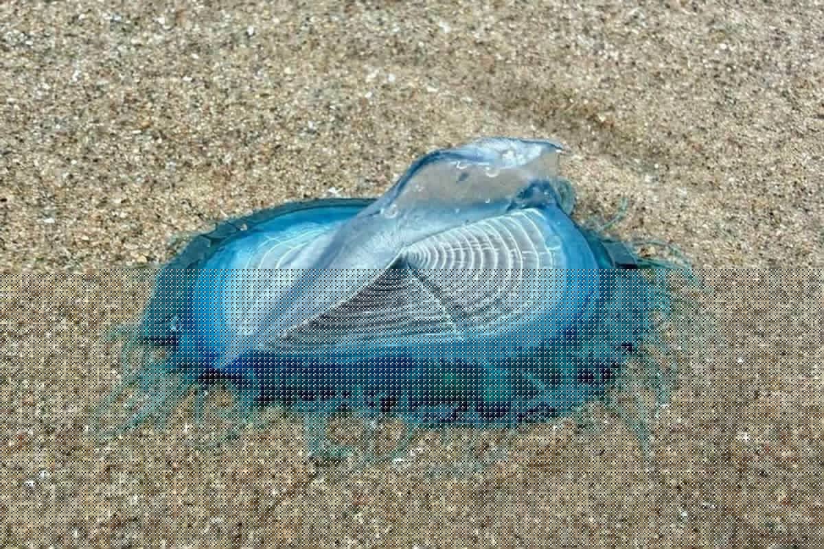 Mysterious blue sea creatures linked to venomous jellyfish wash up on UK beach