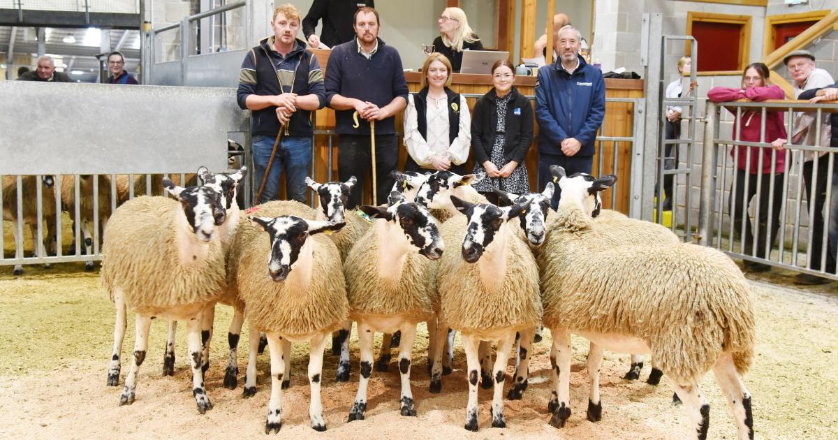 Two-tier trade at CCM NEMSA second gimmer lamb sale