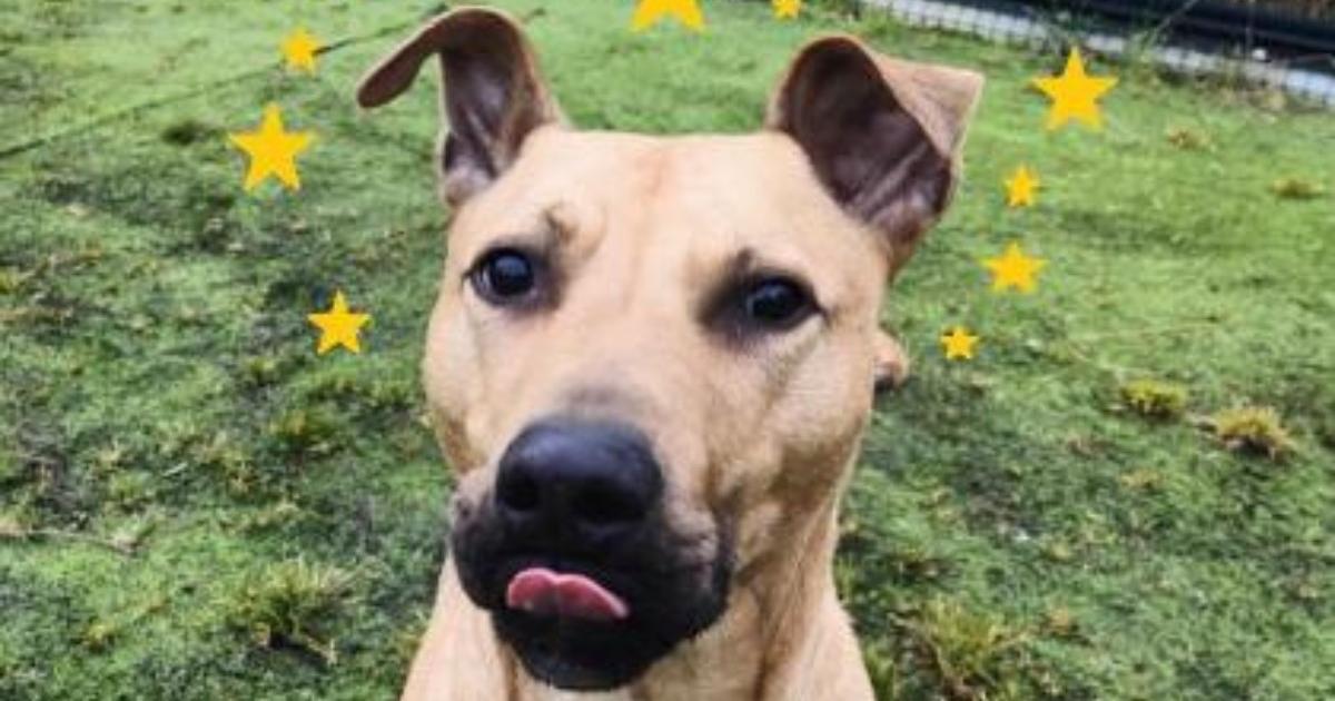 RSPCA urges people to adopt big dogs as 'crisis' sees record numbers in care