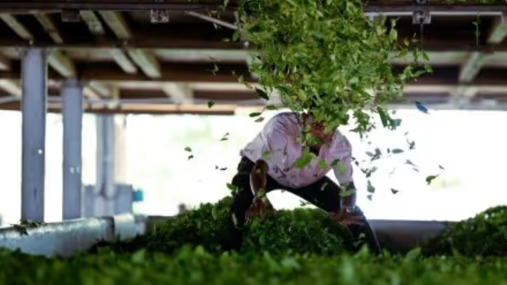 Trump tariff rollback offers relief for Indian farmers