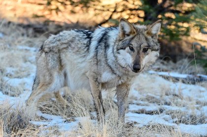 Bill to delist Mexican gray wolves advances