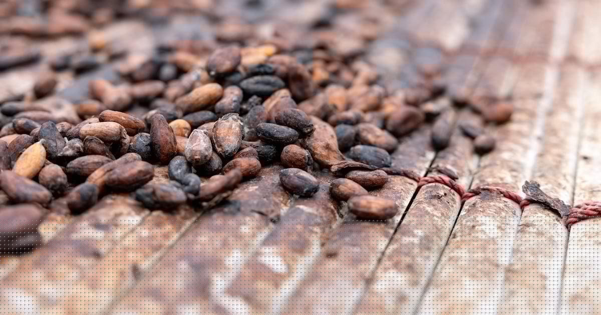 Cuando el cacao cruza océanos
